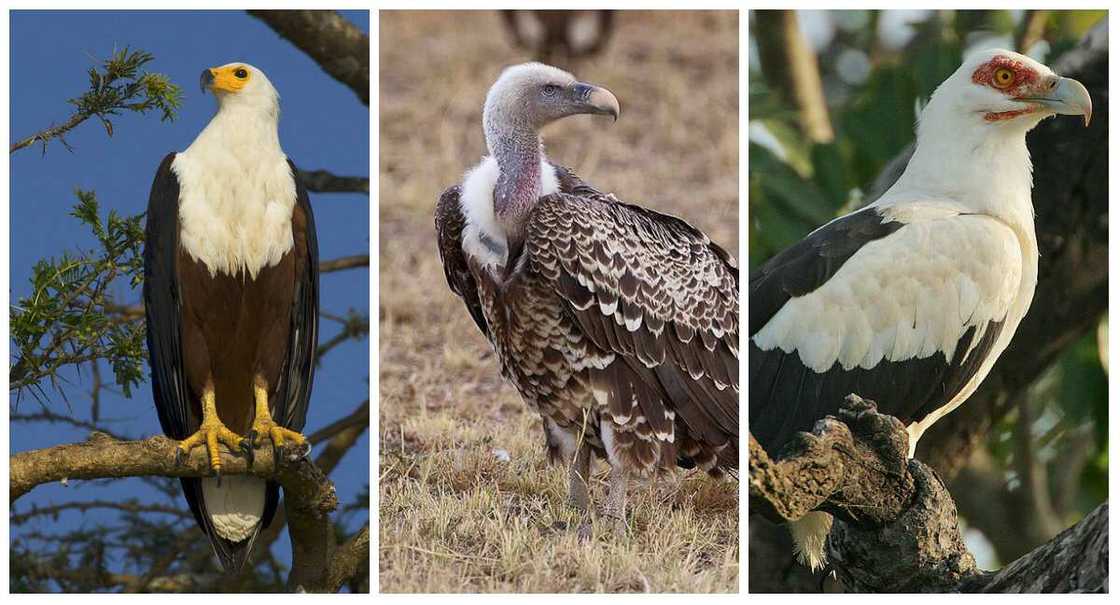 Nigerian eagles