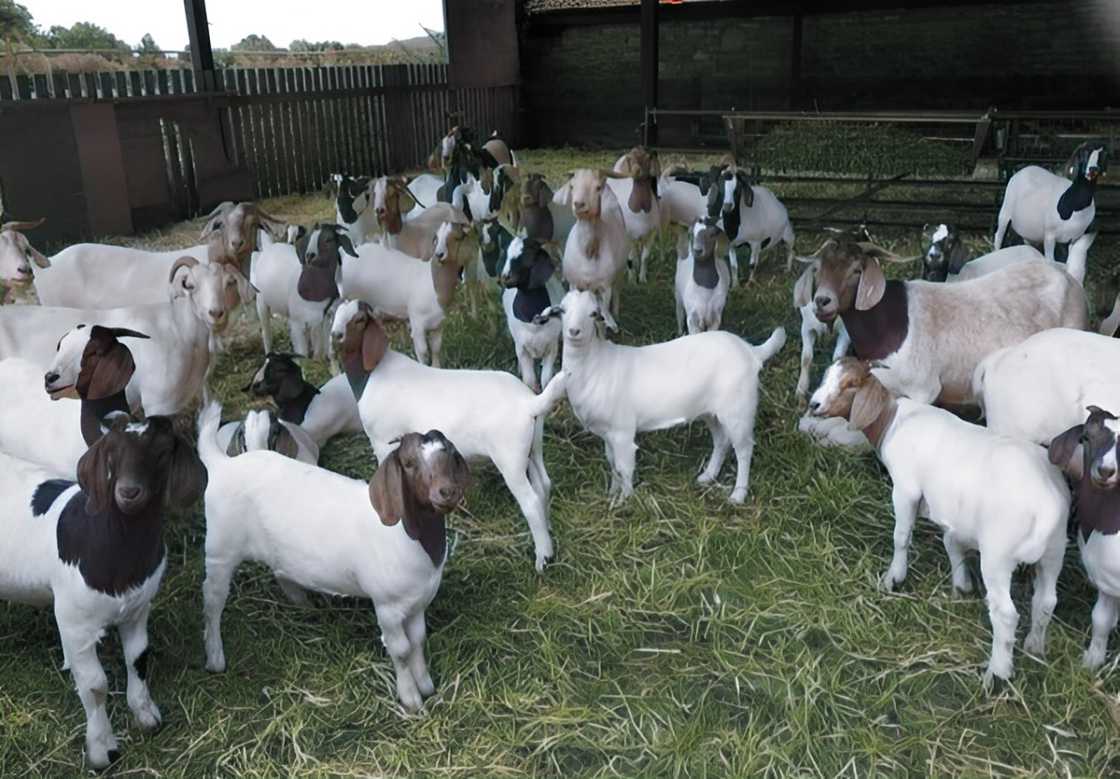 A herd of Boer goats A herd of Boer goats