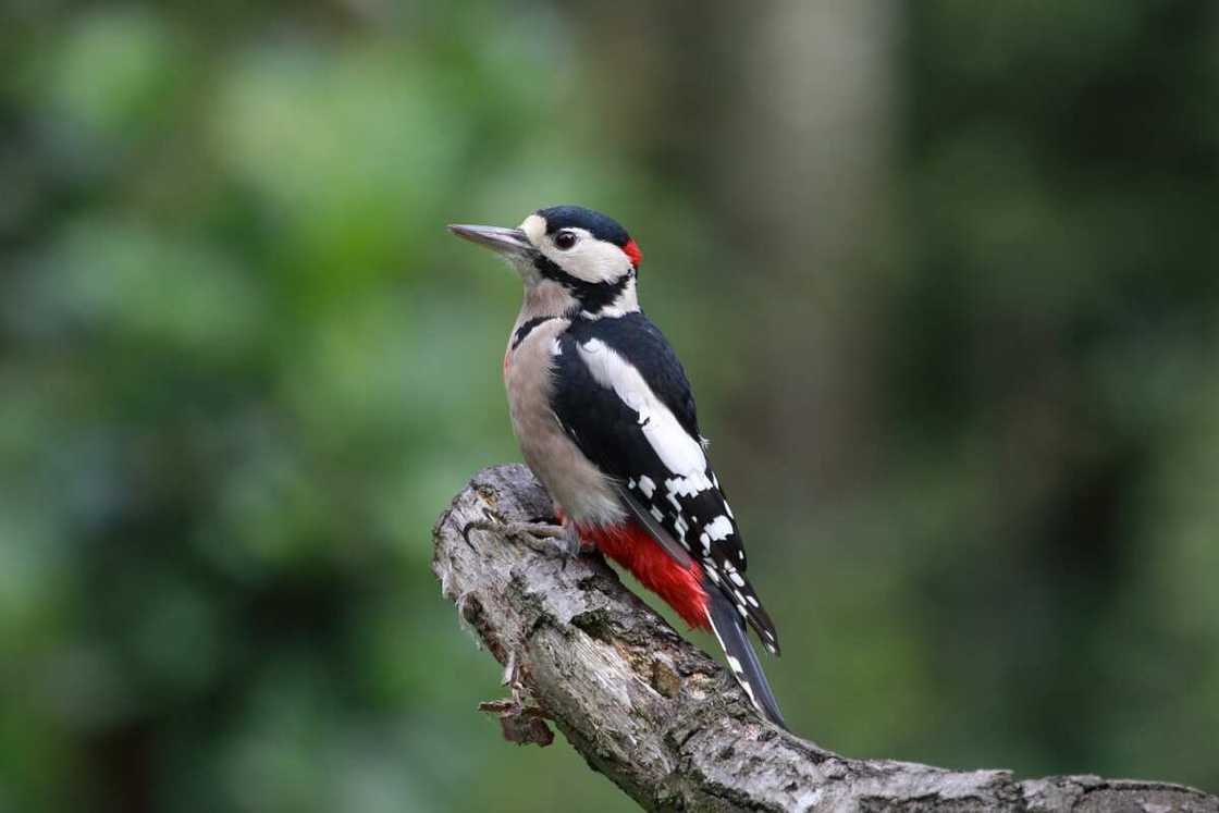 Symbolic birds Symbolic birds