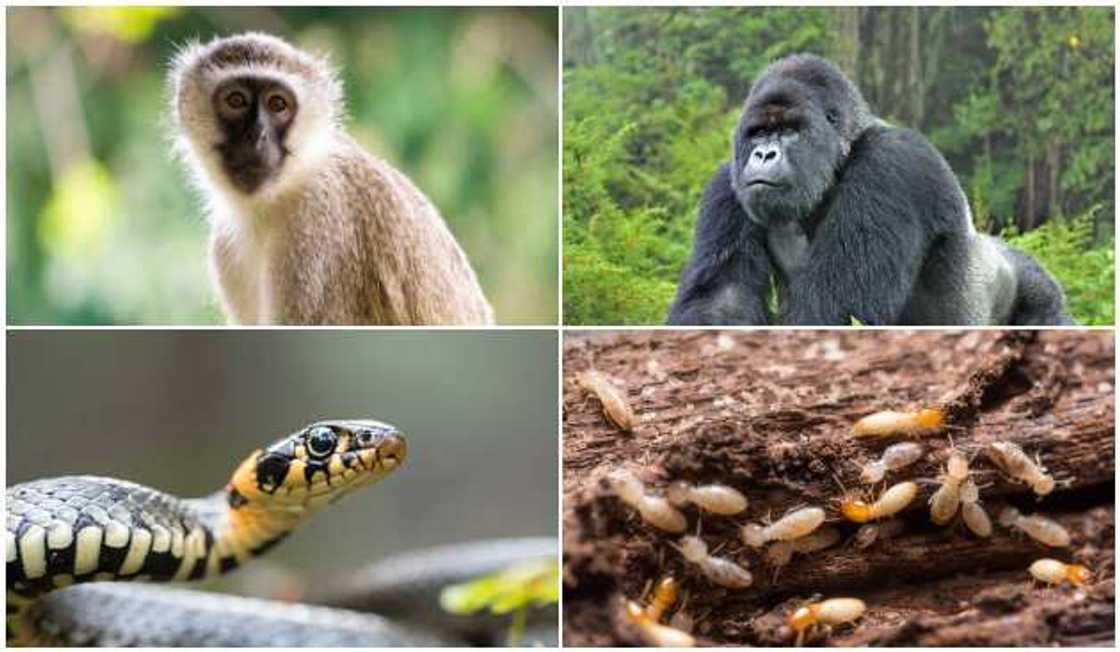 Animal culprits Animal culprits