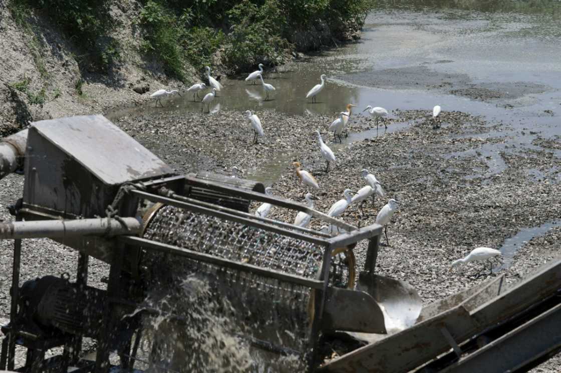 Egrets wait for food from an oyster shells washing machine outside Gijin Seafood Factory