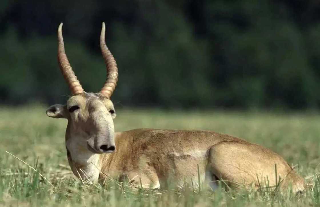 Animals of the Red Book of Kazakhstan