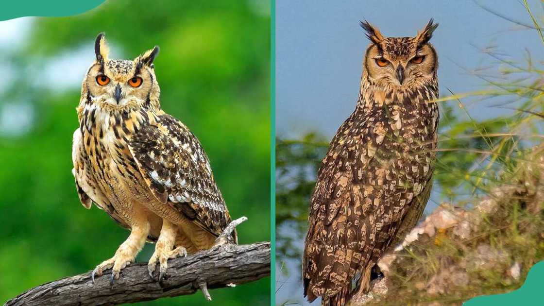 The Indian eagle owl resting on a tree branch