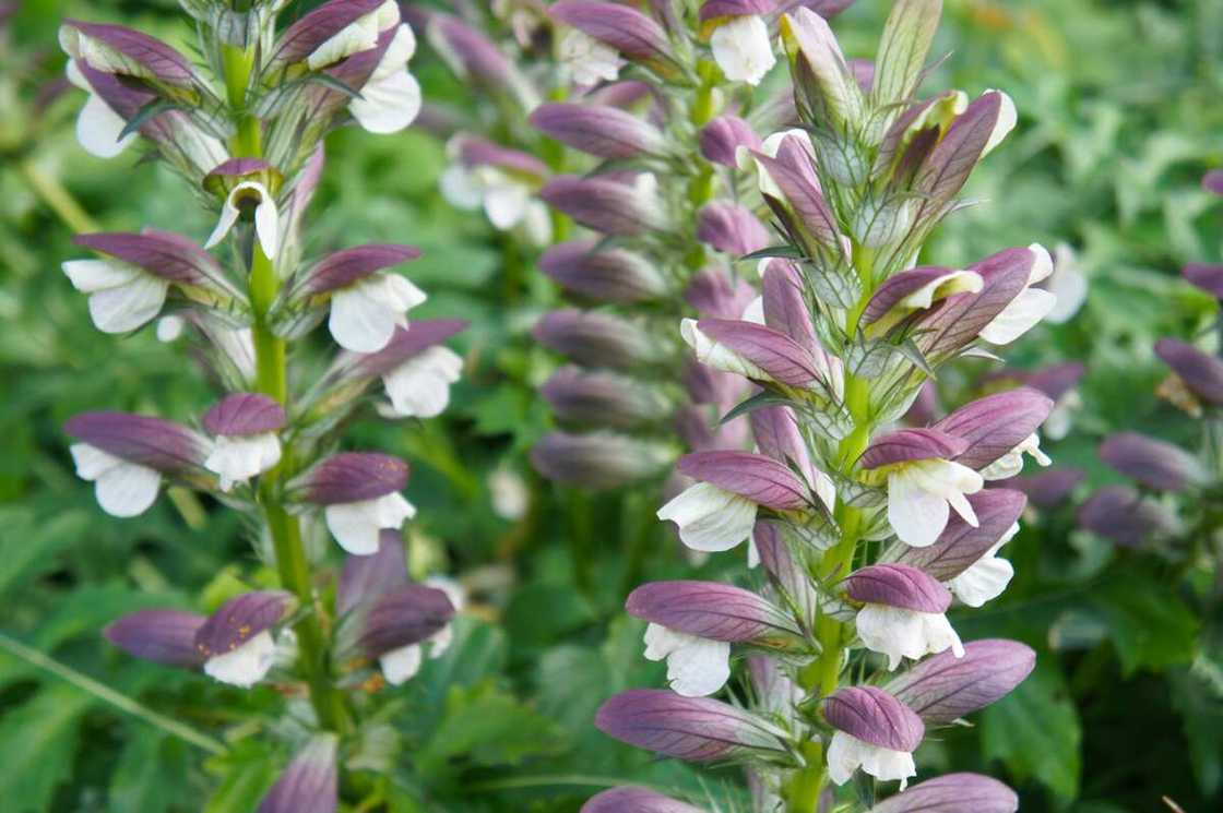 Acanthus purple and white flowers