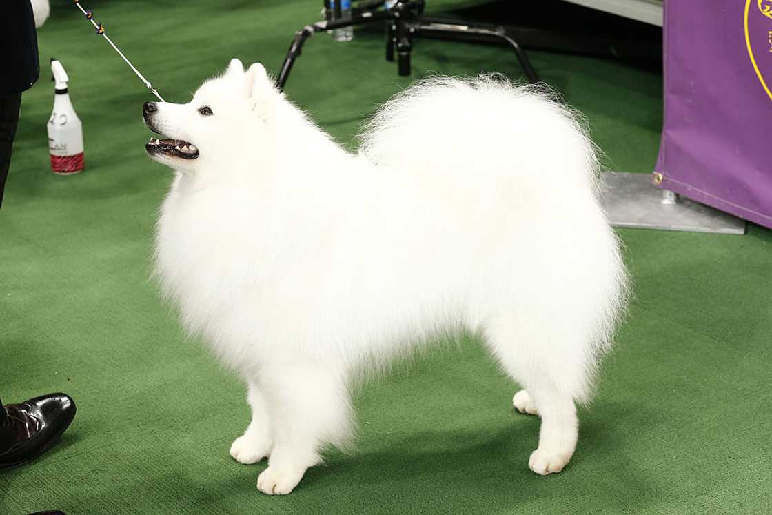 American Eskimo Dog during a show American Eskimo Dog during a show