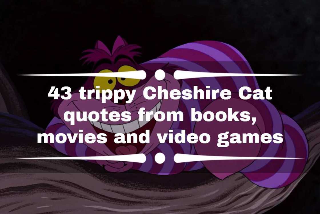 cheshire cat quotes