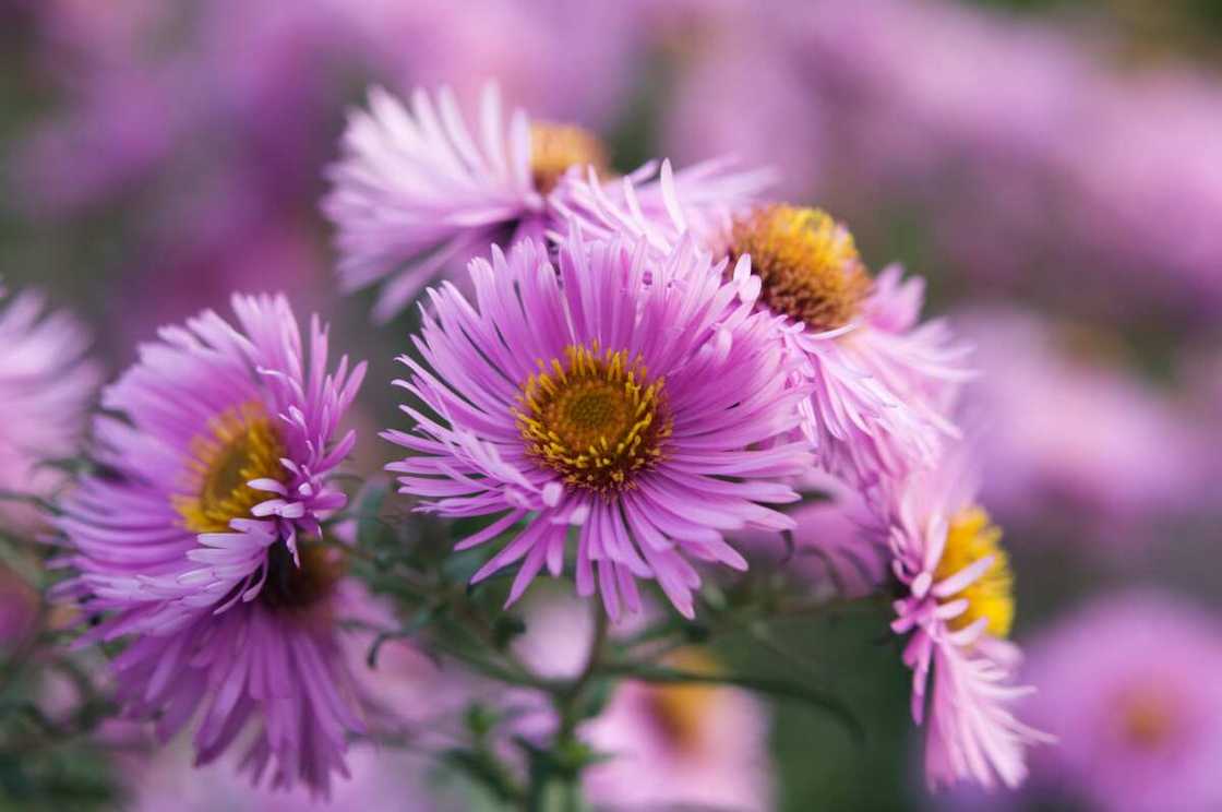 Aster flower Aster flower