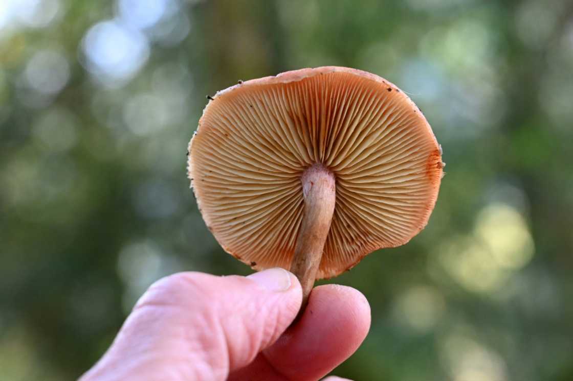 Fungi are the lifeblood of most plants and underpin ecological diversity on Earth Fungi are the lifeblood of most plants and underpin ecological diversity on Earth