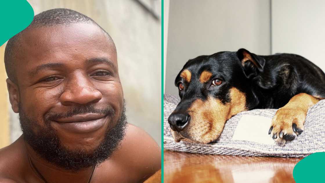 Man shares video of his dog that lost 10 babies. Man shares video of his dog that lost 10 babies.