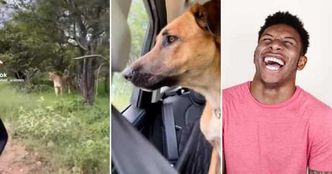 Karee ya ga Zaki Karee ya ga Zaki