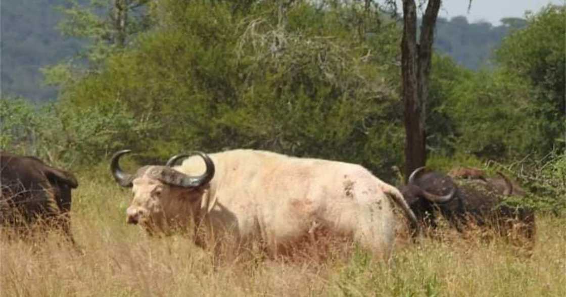 Tragic South African safari ends in death as Cape buffalo kills U.S. outdoorsman. Tragic South African safari ends in death as Cape buffalo kills U.S. outdoorsman.