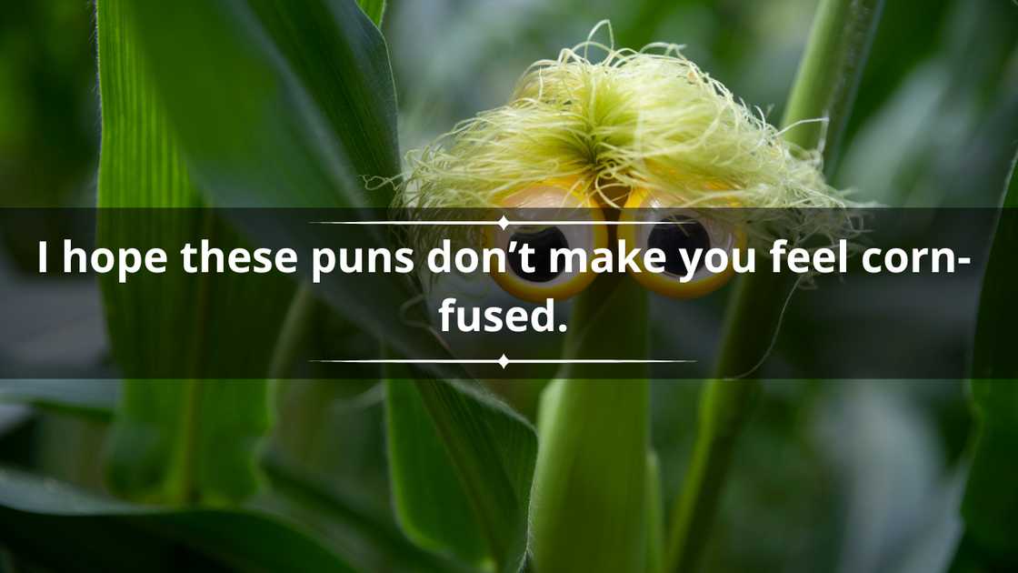 Short corn puns Short corn puns