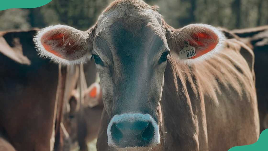 Brown Swiss