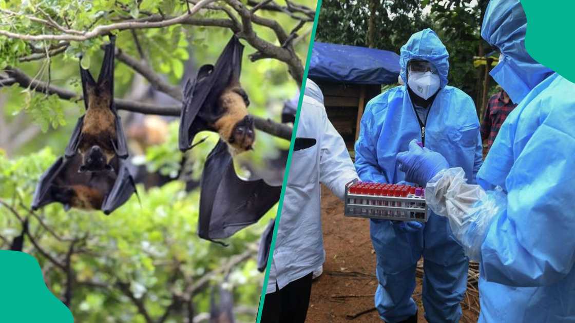 WHO confirms Nipah virus cases in India as Nigeria and other countries go on high alert over deadly rare disease. WHO confirms Nipah virus cases in India as Nigeria and other countries go on high alert over deadly rare disease.