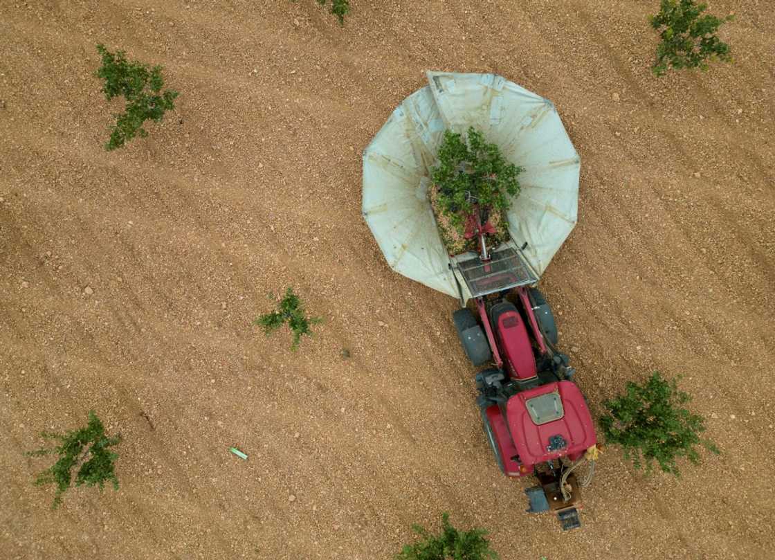 With Spain getting hotter, the amount of land devoted to drought-resistant pistachio trees has jumped nearly five-fold since 2017 to 79,000 hectares (195,000 acres) With Spain getting hotter, the amount of land devoted to drought-resistant pistachio trees has jumped nearly five-fold since 2017 to 79,000 hectares (195,000 acres)
