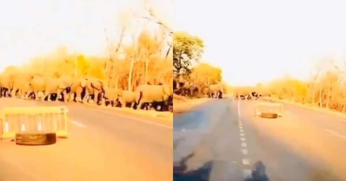 Farmer with 3 Wives & 13 kids Loses life After Battling with Elephant at North East Region Farmer with 3 Wives & 13 kids Loses life After Battling with Elephant at North East Region
