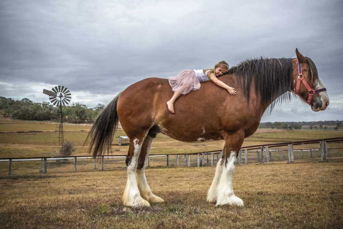 Le Clydesdale, l'un des plus cheveaux du monde