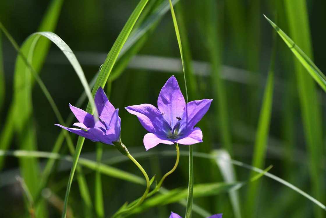 A close up of campanula rotundifolia flowers A close up of campanula rotundifolia flowers