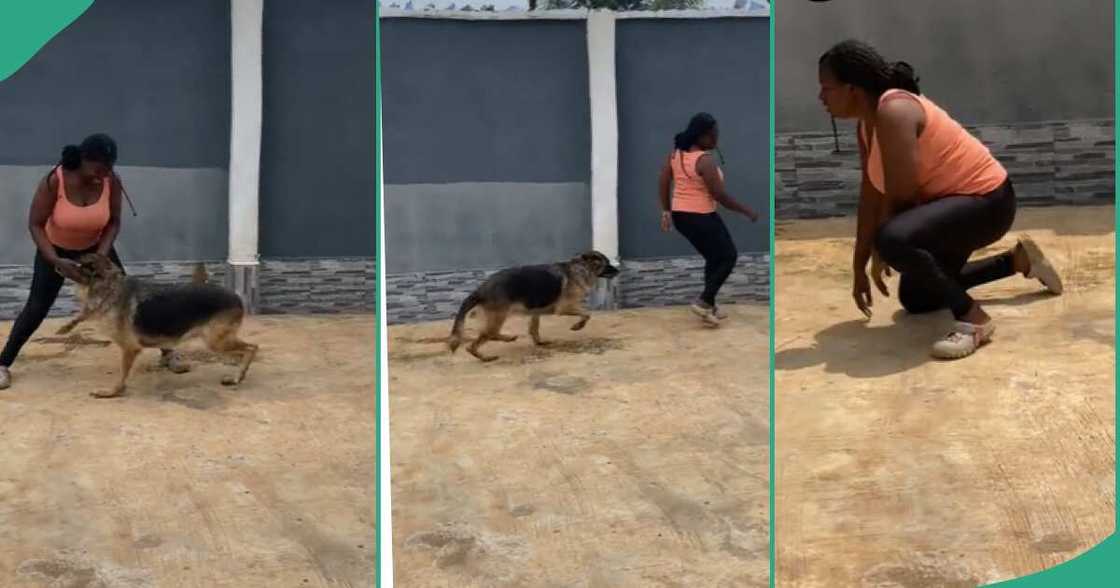 Lady playing with her dogs.