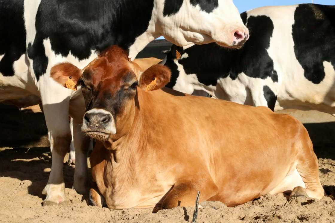 Some cattle farmers have blamed the authorities for delays in delivering vaccines to farms Some cattle farmers have blamed the authorities for delays in delivering vaccines to farms