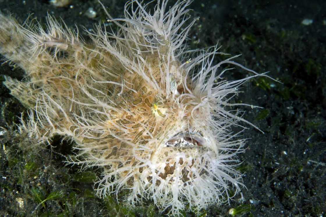 Ugly fish picture Ugly fish picture