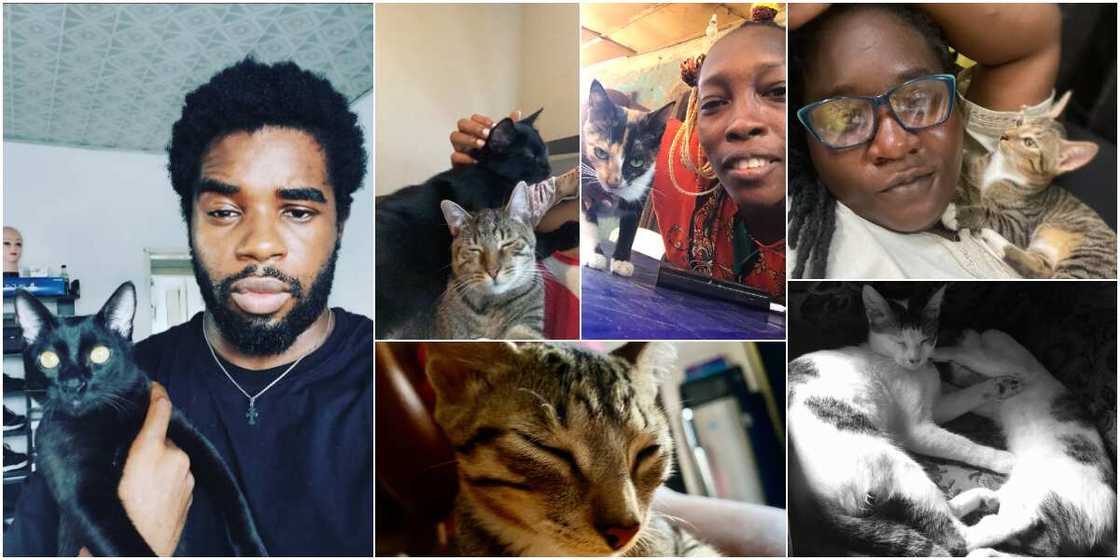 Nigerians flaunt their beautiful cats on social media