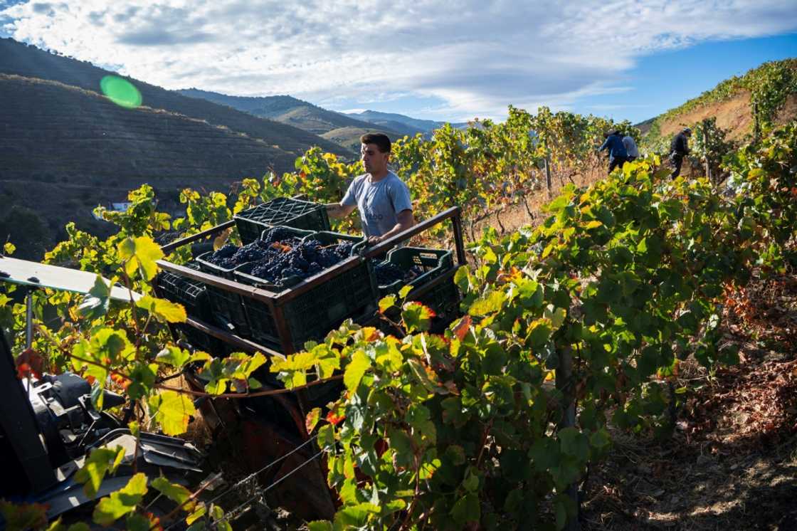 Roughly 20,000 winegrowers operate along the banks of the River Douro Roughly 20,000 winegrowers operate along the banks of the River Douro