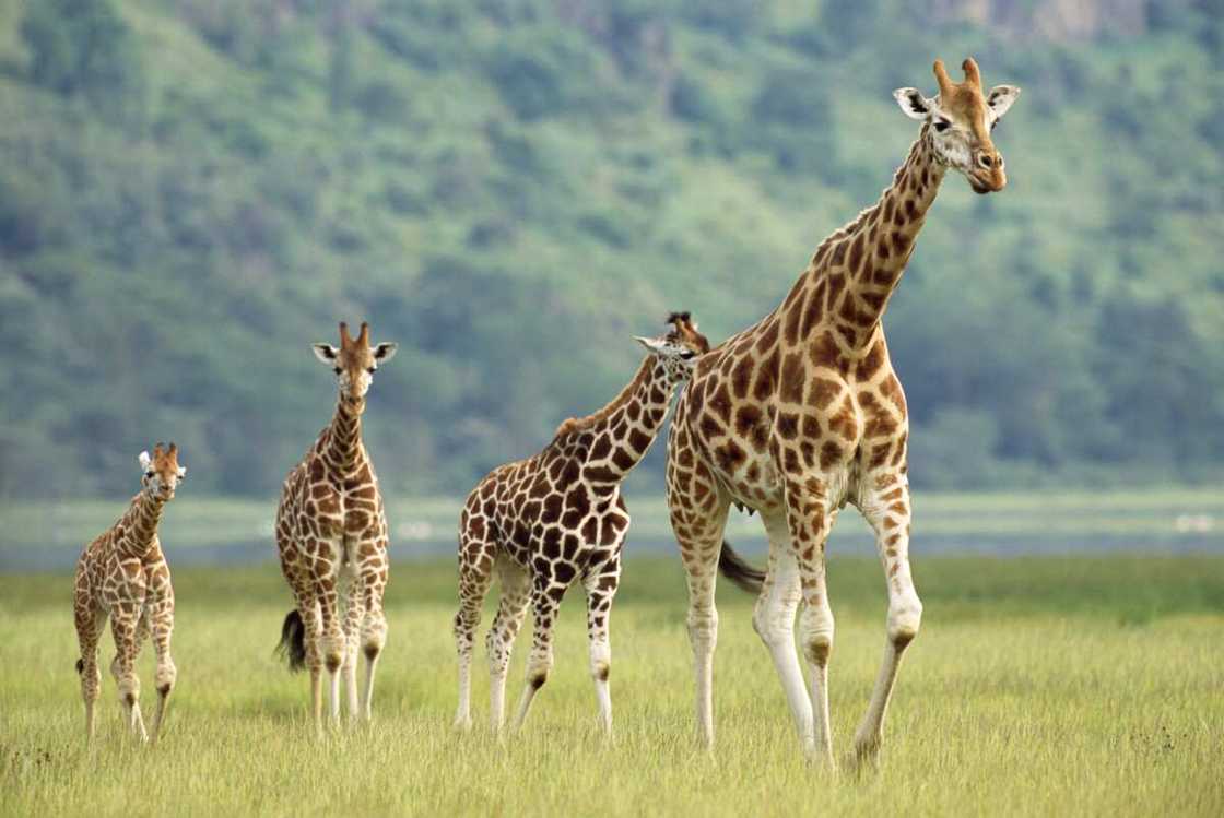 Female giraffe and calves