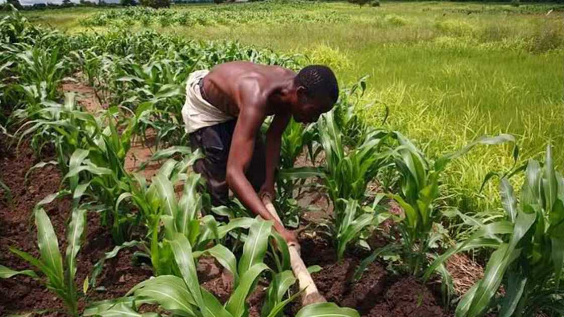 War of words as Nigerians farmers break silence after allegation they also carry AK-47 like herders War of words as Nigerians farmers break silence after allegation they also carry AK-47 like herders
