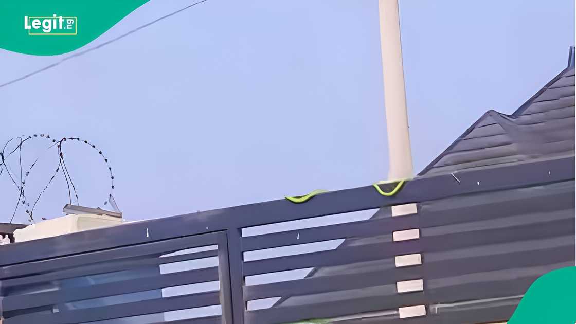 Woman catches mysterious creature on camera