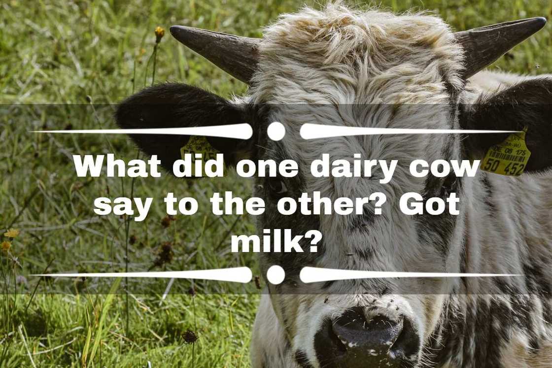 cow jokes cow jokes