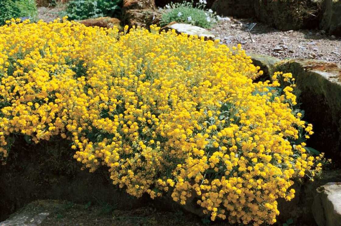 Alyssum flowers growing in a rock.