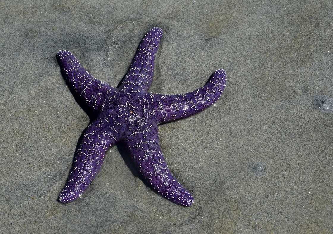 Ochre sea star in beach sand Ochre sea star in beach sand
