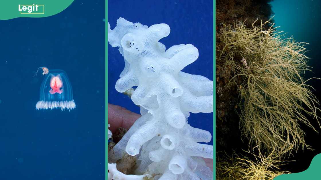 Longest-living animals; The immortal jellyfish, Deep-sea glass sponges, and Black cor Longest-living animals; The immortal jellyfish, Deep-sea glass sponges, and Black cor