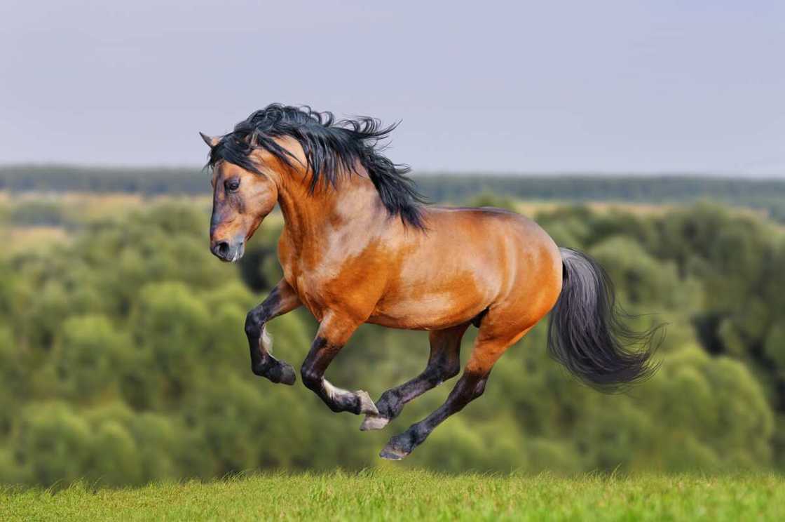 Le Lusitanien, l'un des plus beaux chevaux du monde