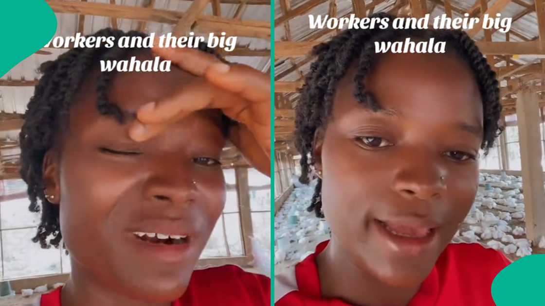 Nigerian lady running a poultry farm shares her pain as her worker suddenly quits his job.