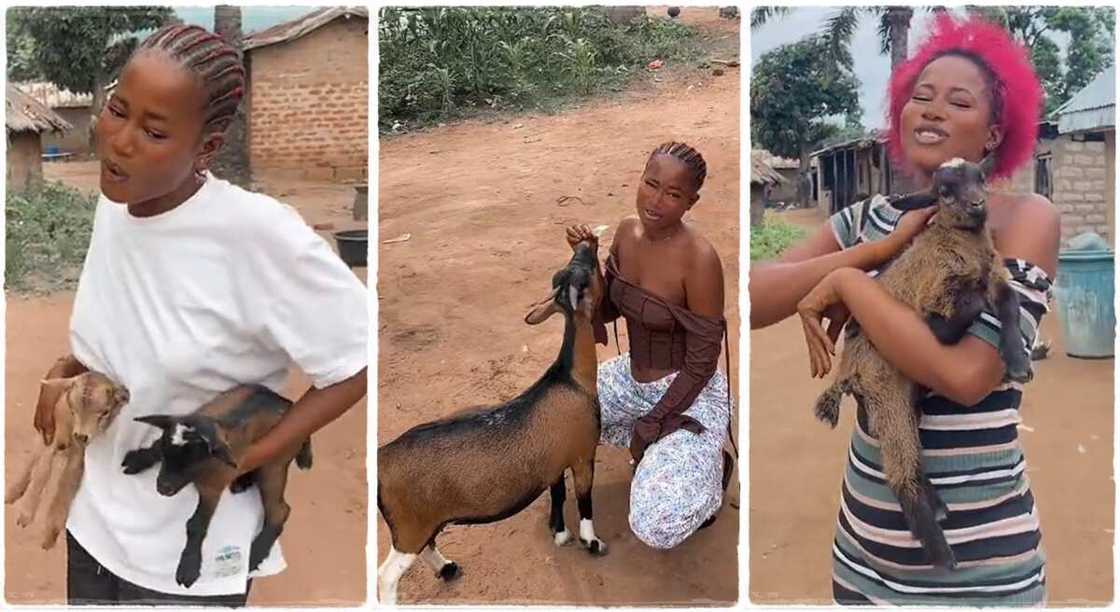 Photos of a Nigerian lady with her goats. Photos of a Nigerian lady with her goats.