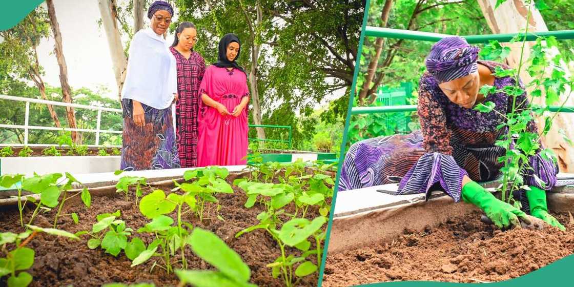 Tinubu's wife encourages women farmers in Nigeria, shows off vegetable garden Tinubu's wife encourages women farmers in Nigeria, shows off vegetable garden