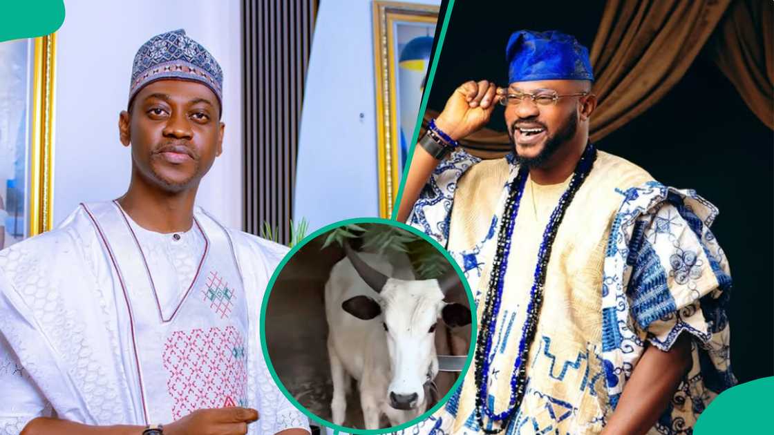 Adedimeji Lateef's cow gift to Odunlade Adekola attacks actor in video. Adedimeji Lateef's cow gift to Odunlade Adekola attacks actor in video.