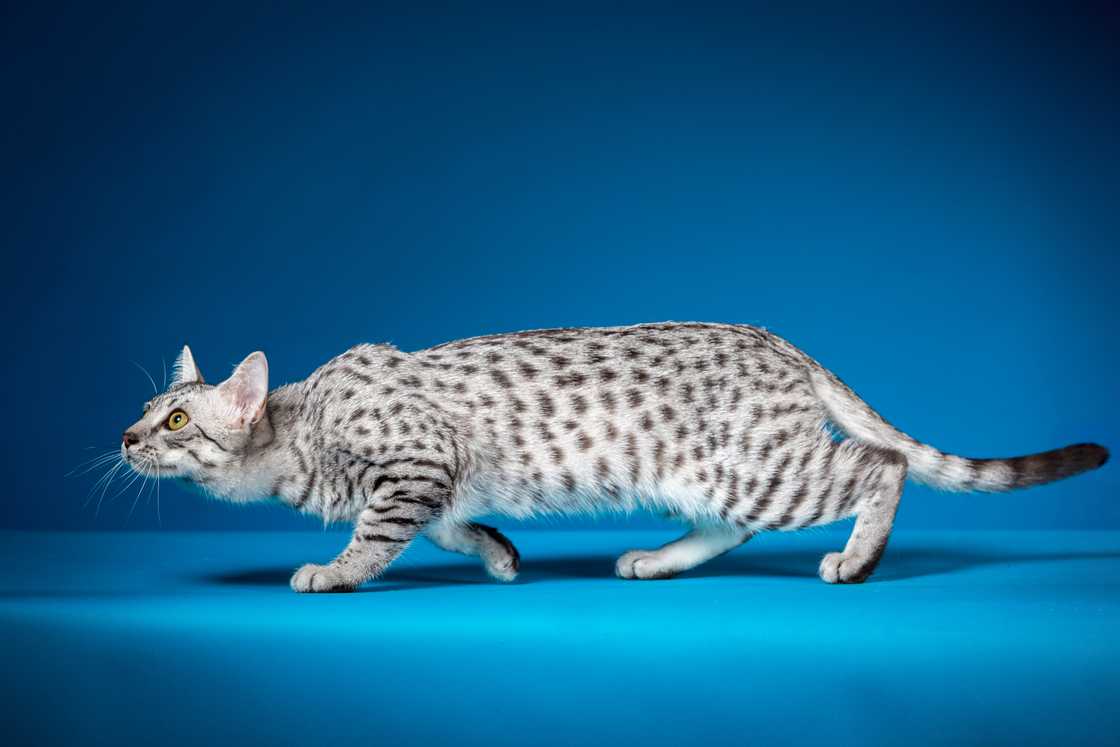 The Egyptian Mau cat on a blue background