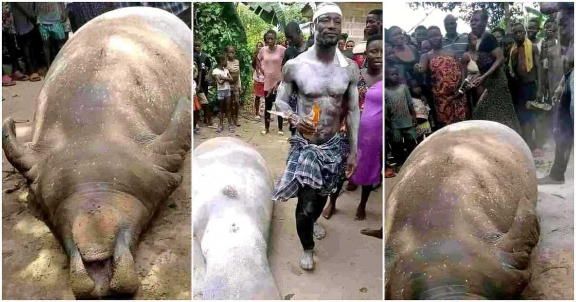 Ogbolobolo community in Ahoada West LGA, Rivers State, giant sea mammal, manatee