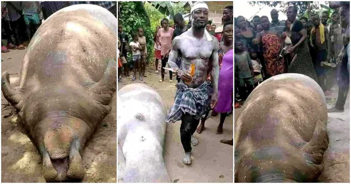 Ogbolobolo community in Ahoada West LGA, Rivers State, giant sea mammal, manatee Ogbolobolo community in Ahoada West LGA, Rivers State, giant sea mammal, manatee
