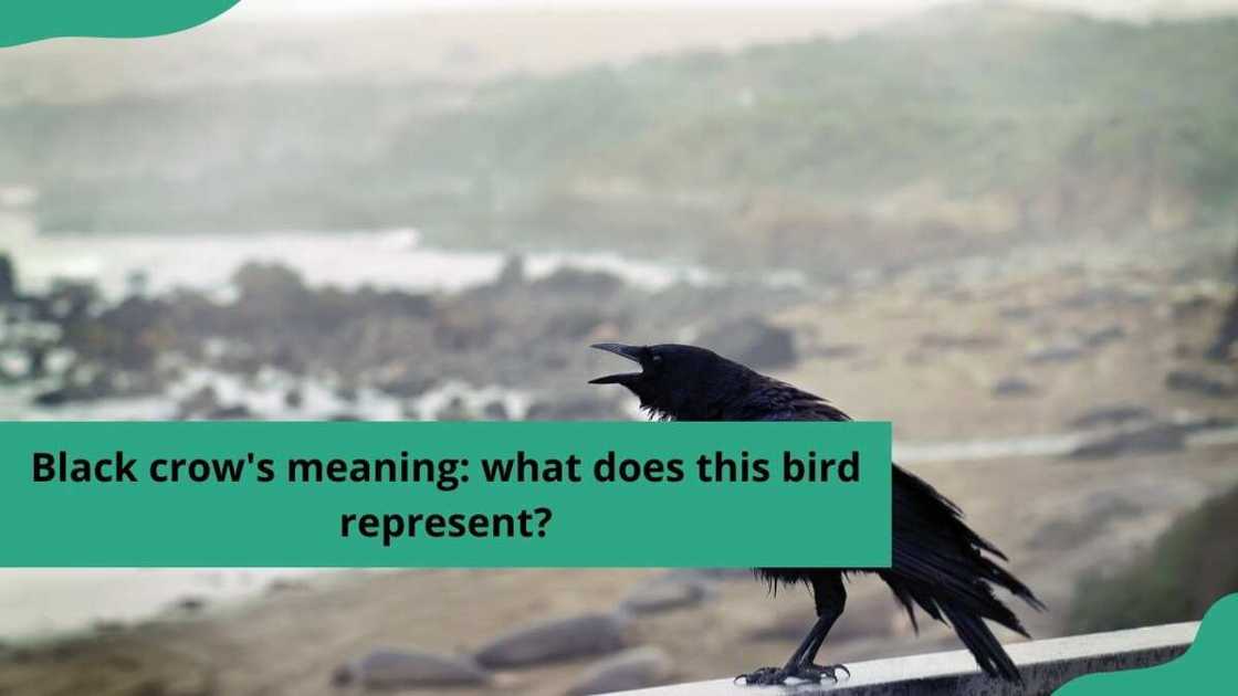 black crow’s meaning