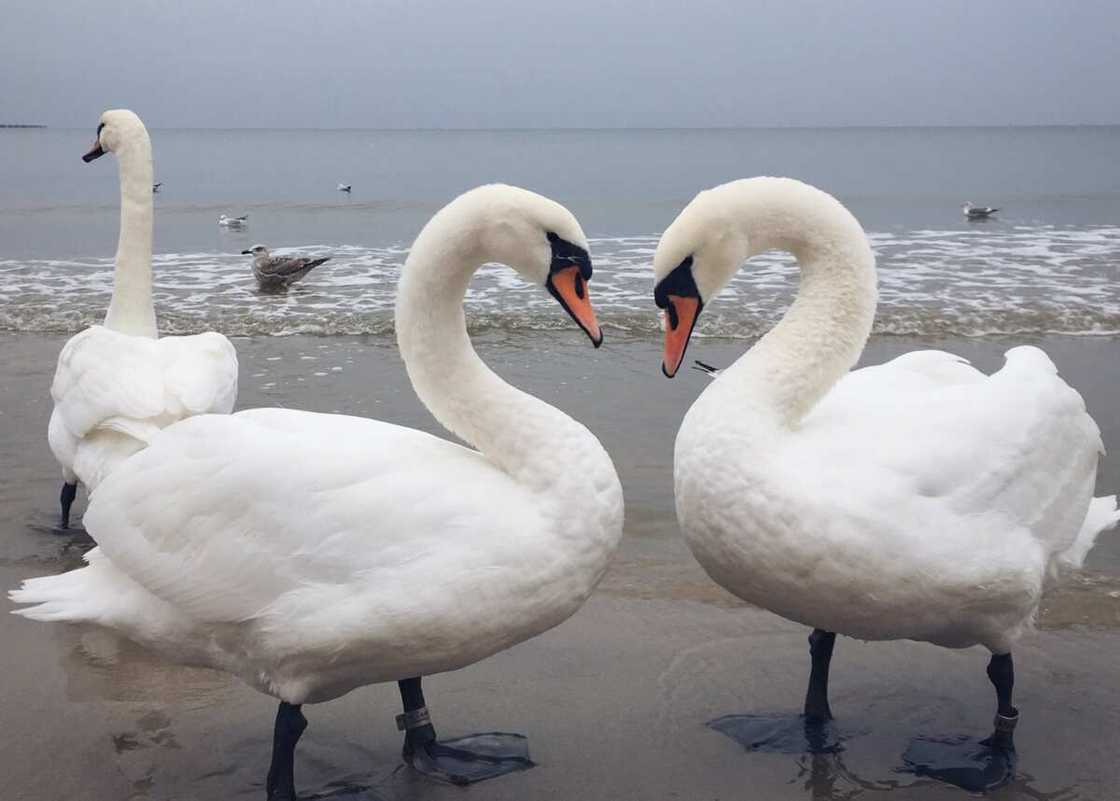 Two white swans forming a heart shape of their necks on the shore Two white swans forming a heart shape of their necks on the shore