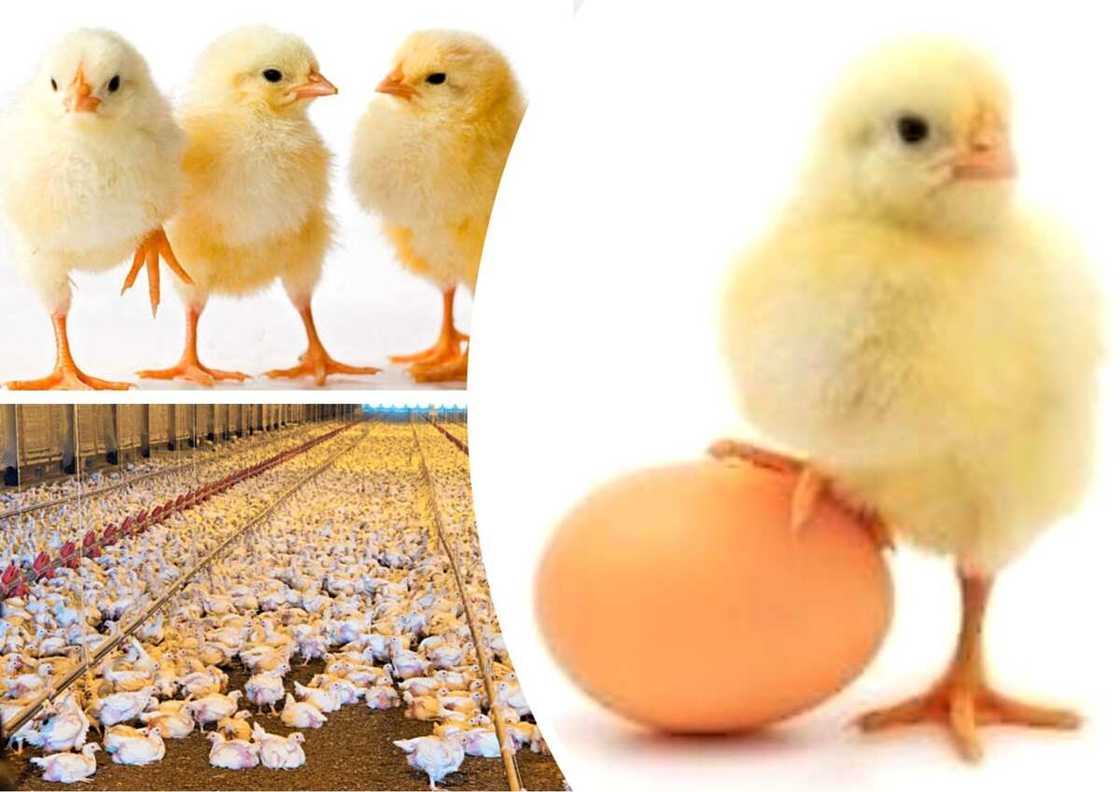 chicken broiler chicken broiler