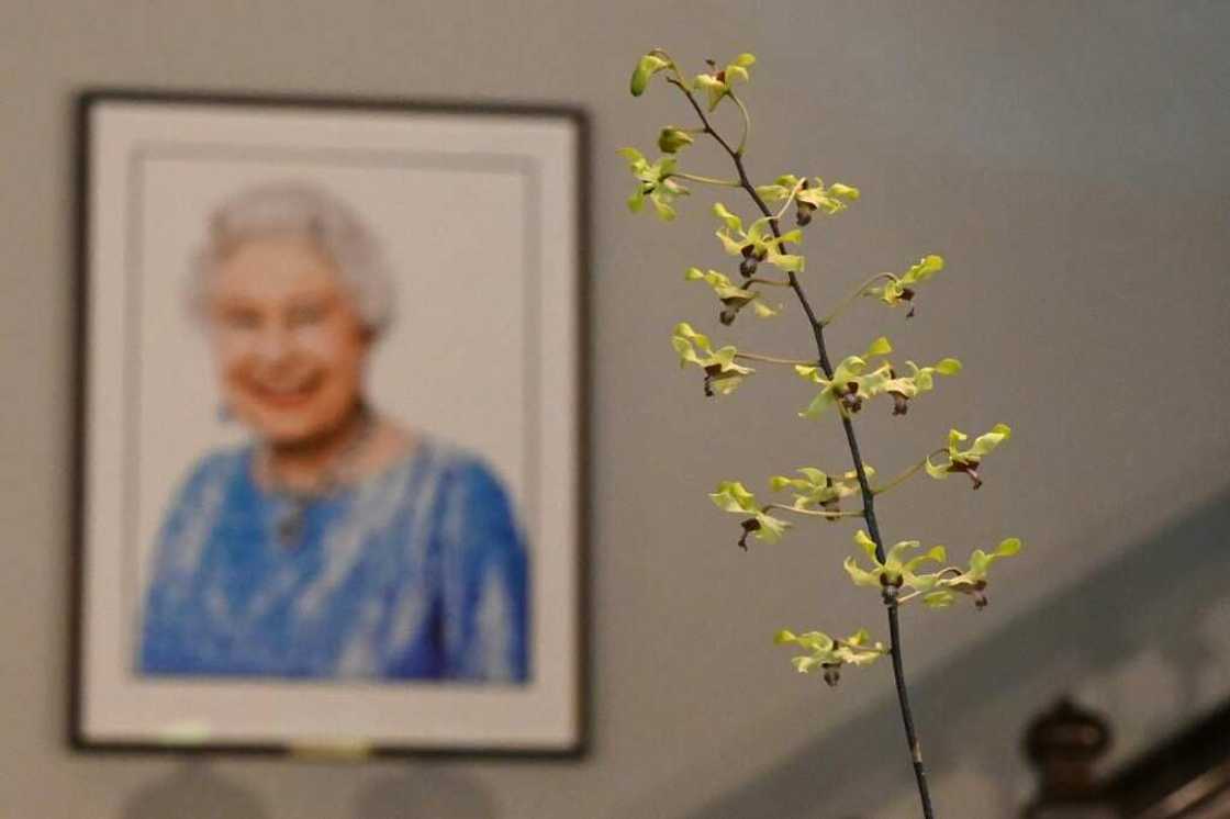 After Queen Elizabeth II's death, Singapore's Botanic Gardens loaned a sprig of Dendrobium Elizabeth to the British high commissioner's residence After Queen Elizabeth II's death, Singapore's Botanic Gardens loaned a sprig of Dendrobium Elizabeth to the British high commissioner's residence