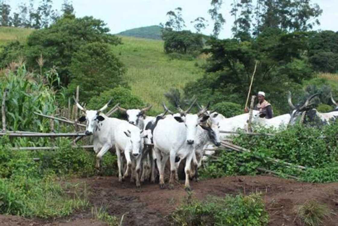 Sakamakon rikicin makiyaya da manoma a Nigeria, anyi asarar akalla $12b Sakamakon rikicin makiyaya da manoma a Nigeria, anyi asarar akalla $12b