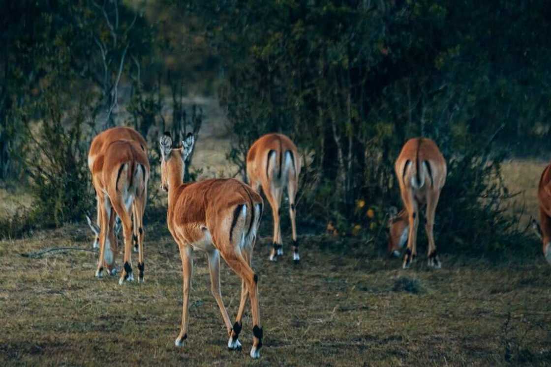 Safari with Xiaomi Winners Experience the Iconic African Wilderness the Maasai Mara Safari with Xiaomi Winners Experience the Iconic African Wilderness the Maasai Mara