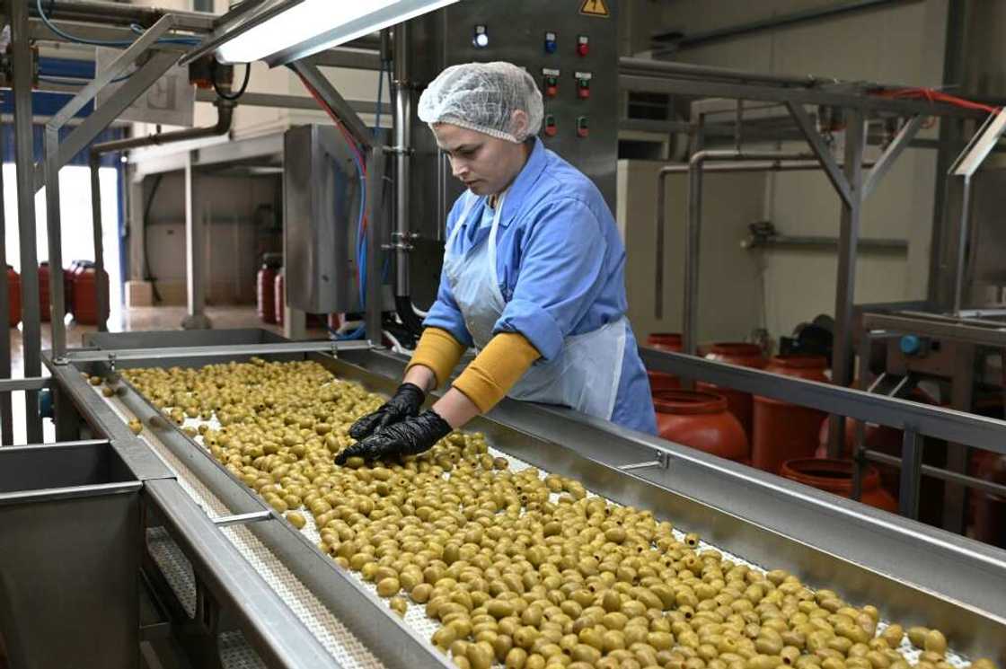 At a local olive processing unit, which also handles intake from across the country, management says production is down at least 60 percent At a local olive processing unit, which also handles intake from across the country, management says production is down at least 60 percent