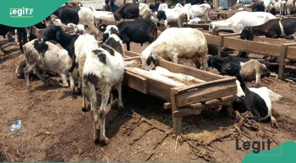 Raguna layya Raguna layya